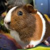 Young sweet female Guinea pigs
