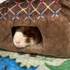 Senior Pig for Retirement Home