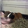 tommy &amp;amp; theoadore bonded brothers