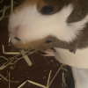 Four bonded female guinea pigs need rehomed