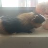 Son and Father Guinea Pig Duo