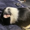 Two Five Year Old Male Bonded Pair