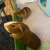 Kevin and Taco, 2.5-year-old male piggies