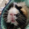 Adorable Male Piggy Looking for Loving Family