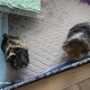 2 Male Guinea Pigs with cage and accessories