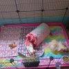 2 guinea pigs a cage, bedding, toys, and food