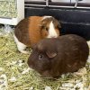 3 Female Guinea Pigs