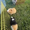 Two female Guinea pigs-bonded pair