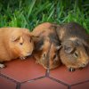 Family Fur-ever: Dad &amp;amp; Two Sons Rehome Ready