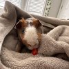 BIRMINGHAM AL 2 SKINNY PIGS, BOTH MALE.