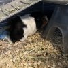 2 Guinea Pig sisters for adoption