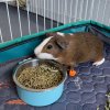 Adolescent Male Guinea Pigs | 6 months old