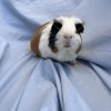 2 Male Guinea Pigs Rehoming 1 year old.