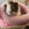 Female Guinea pig up for adoption