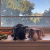 Two “Skinny” (Hairless) Guinea Pigs Available