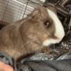 2 Male Guinea Pigs Bonded (1 year)