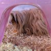 3 Bonded Male Long Haired Guinea Pigs
