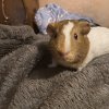 Guinea pig in need of home!!