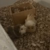 Pumpkin and Sprout