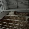 Female Guinea Pigs Looking for a New Home