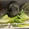 MALE GUINEA PIG FOR ADOPTION