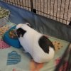 Need to rehome several guinea pigs