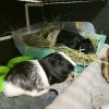 Ori &amp;amp; Yin (Bonded Males)