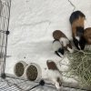 Sweet Momma with 4 babies