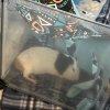 Two adorable bonded male guinea pigs!
