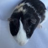 Adult male guinea pig for rehoming