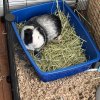 2 Bonded Male Guinea Pigs