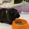 Two sweet females for adoption!