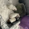 3 Adult female guinea pigs