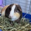 Needed to rehome 3 male Guinea pigs!