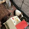 2 male guinea pigs in need of forever home