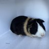 Adult male guinea pig for rehoming