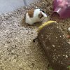 2 sweet male Guinea Pigs