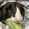 Two female Guinea Pigs need REHOMING