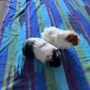 2 1.5 year female old guinea pigs