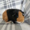 Bucky, Unspayed female, 3 years old