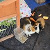 2 Male Bonded Guinea Pigs