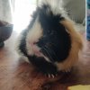 Adorable Male Piggy Looking for Loving Family