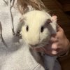 3 MALE Guinea Pigs in need of a good home