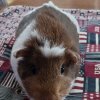 Cute Female Bonded Pair (Allergy Issues)