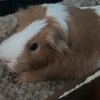 3 Female Guinea Pigs, Cages and Accessories