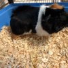 2 male guinea pigs 1 year old