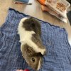 Four Young Guinea Pigs for rehoming