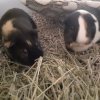 Two Guinea Pigs In need of new home