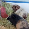 Male guinea pig needs a friend