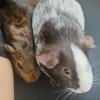 2 female guinea pigs,adopt as individuals or